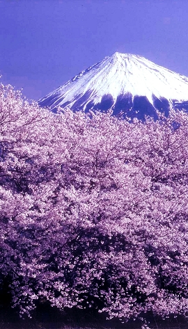鬼太鼓座　おんでこざ　富士山　富士市